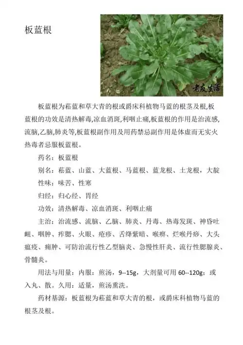 板蓝根的作用与功效