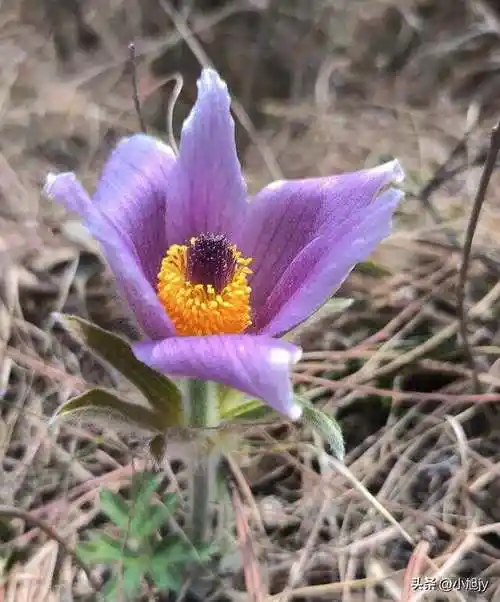 辽宁野生花草集|我在山上见过的40种美丽野生花草,你见过几种?