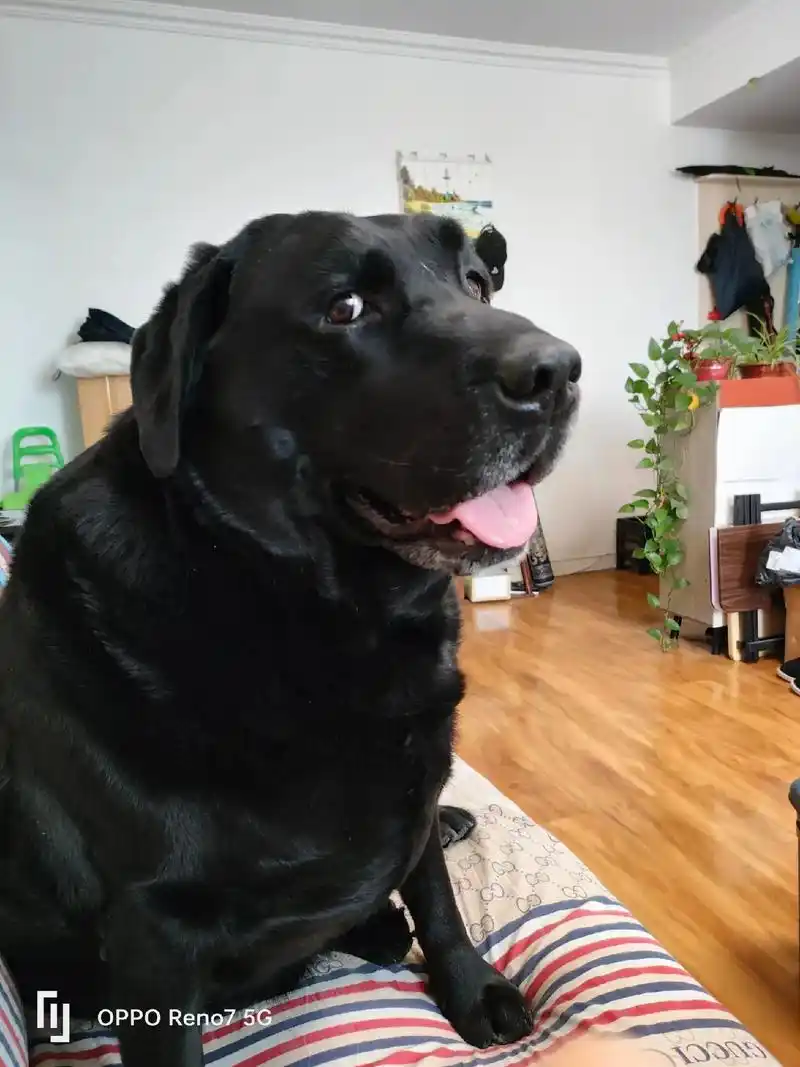 我忠心赤胆,它又懒又馋#黑色拉布拉多 #全国拉布拉多联盟 # - 抖音