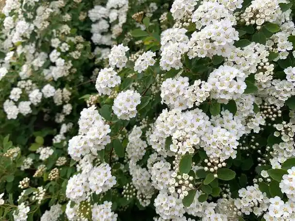 喷雪花植物:美丽的冬季装饰