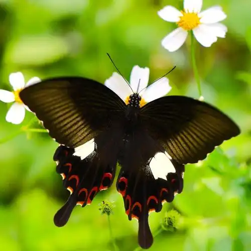 黑凤蝶