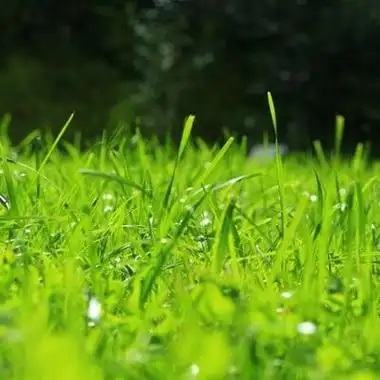 清新绿色风景头像最好看的绿色护眼的草地风景图片