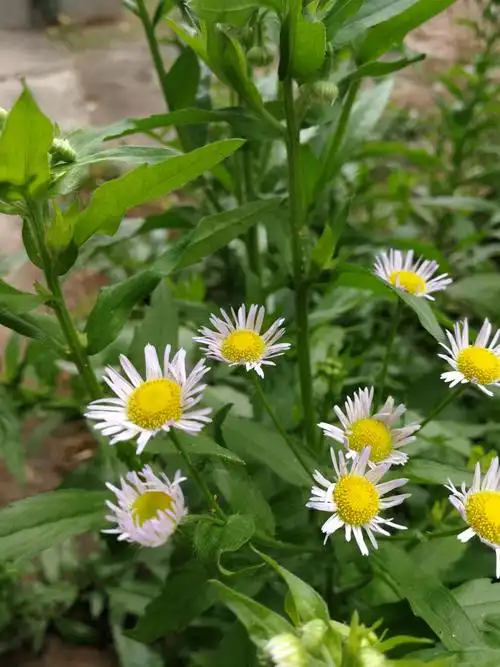 其它 飞蓬花 写美篇清晨推窗,清新湿润的空气迎面吹来,又见这几株小