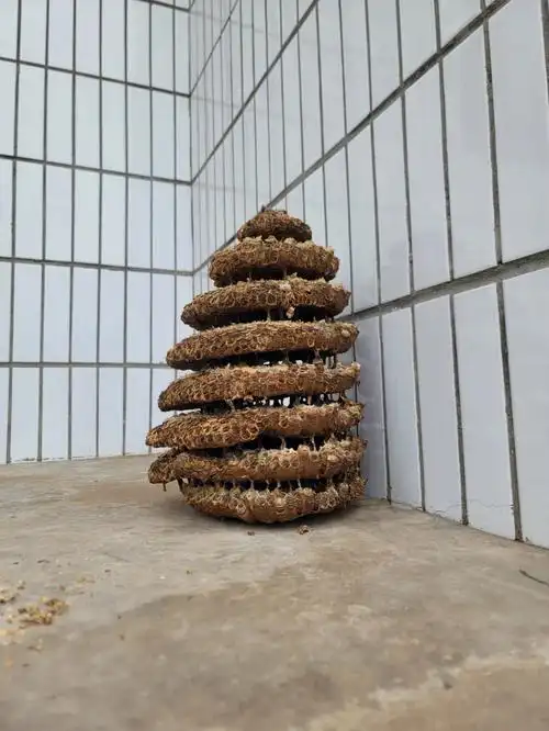 这马蜂窝有啥用!!