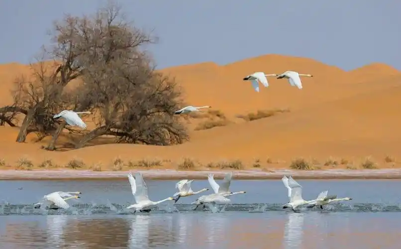 玩闹,飞翔……吸引来一群白天鹅金沙碧水腾格里沙漠深处蓝天为景,黄沙