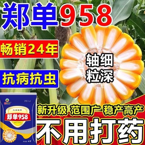 禾之润正宗玉米种子郑单958耐高温玉米种子高产矮大棒抗旱抗倒 农科院