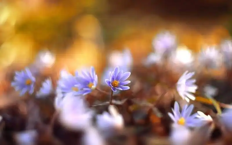 朦胧的花朵唯美意境图片壁纸