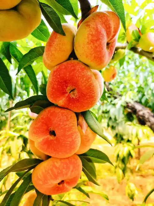 白龟山水库大坝下边有个蟠桃园 - 美篇