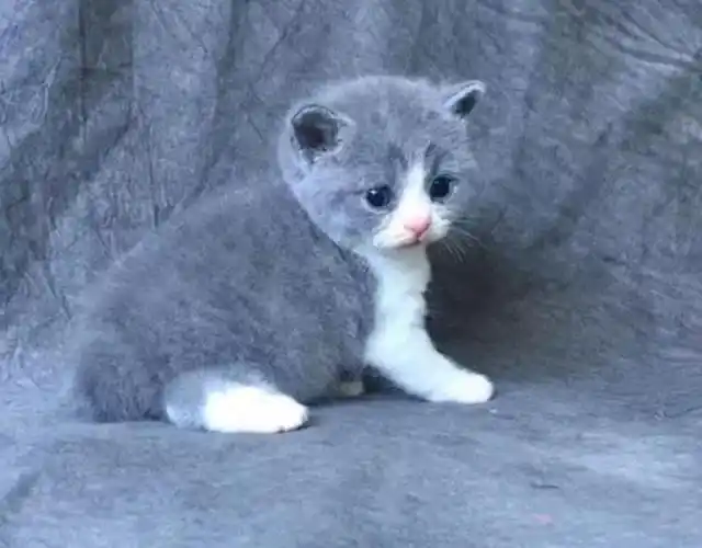 英短和蓝猫是一种猫吗?英短的寿命有多少年?