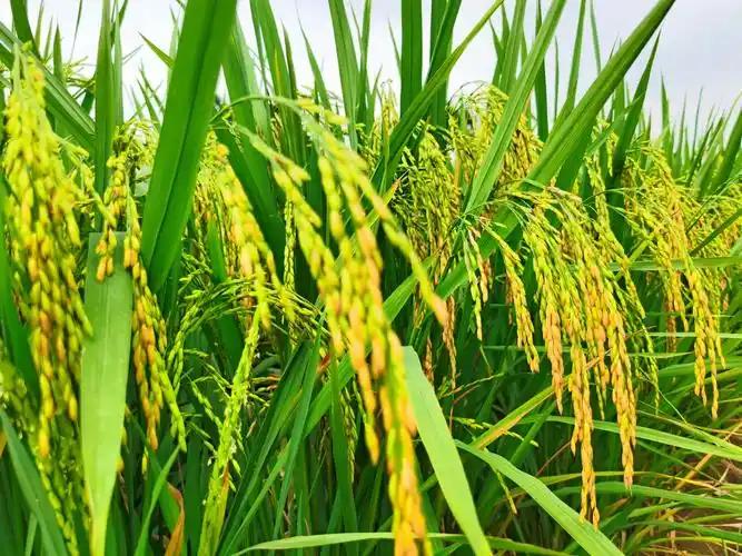 金黄稻穗话丰收