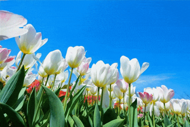 周末好去处巴城国泰郁金香荷兰风情园太太太太美了