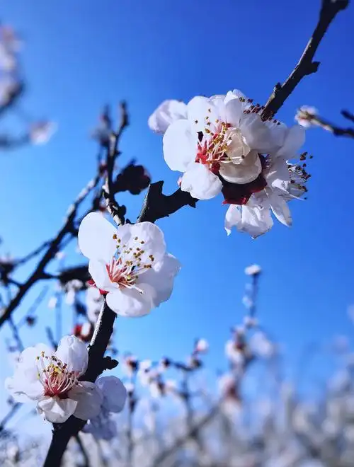 早春三月赏杏花看桃花