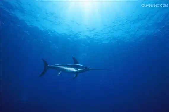 p>剑鱼(学名: i>xiphias gladius /i>),亦称"箭鱼".
