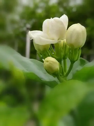 茉莉花:玉颜知复为谁容