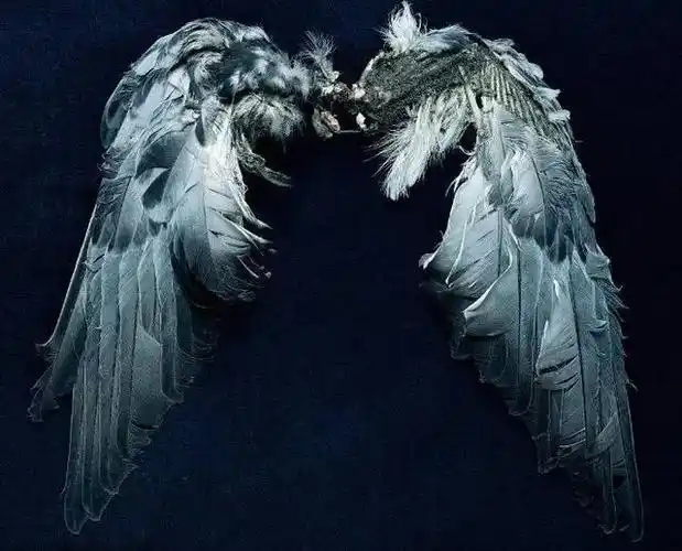 处女座:处女座的翅膀非常霸气而且非常神秘!