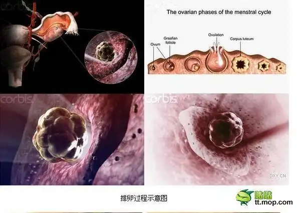 生理科普:女性卵子排出过程实景图(组图)(1)_科技频道_光明网