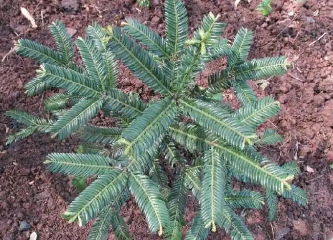 治疗肿瘤的中药10种公认的抗癌中药材