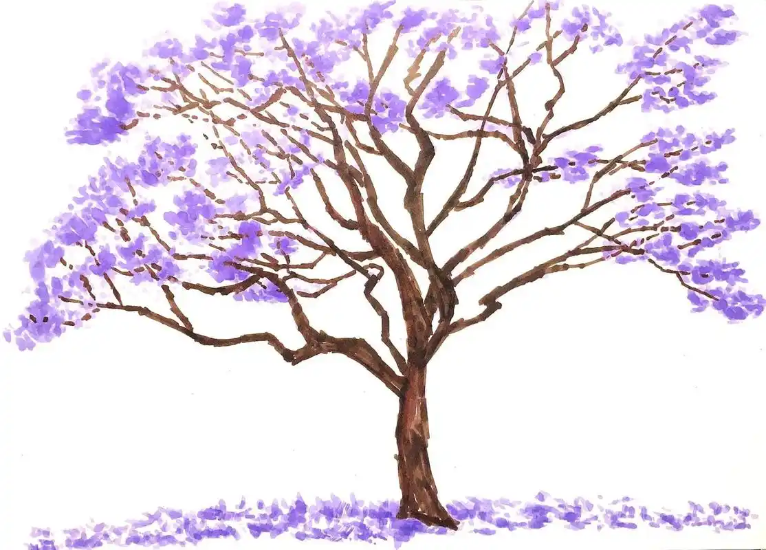 马克笔手绘蓝花楹,树形和色彩都好美!    马克笔速涂,蓝花楹可真是太