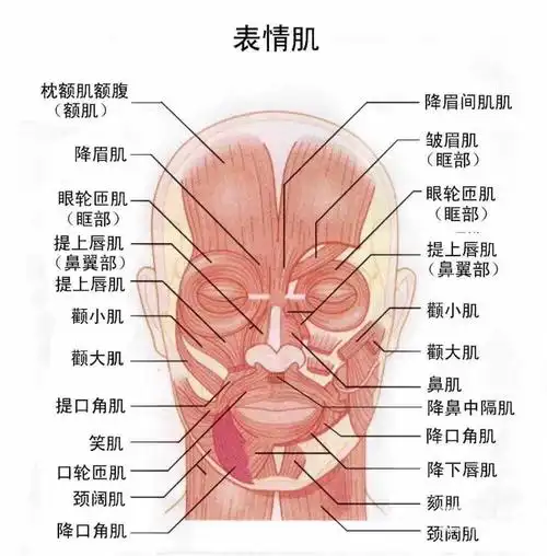 陕西西安面部注射美容微整形培训