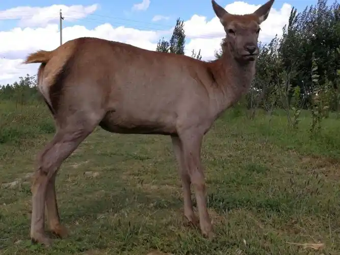 南山森林公园大马鹿