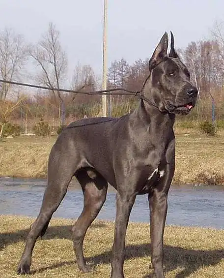 名犬鉴赏八大丹犬