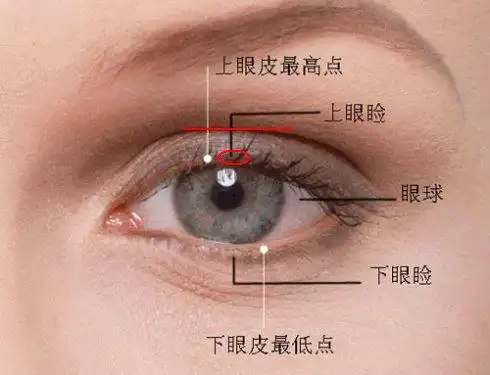 素描,上眼睑在哪?