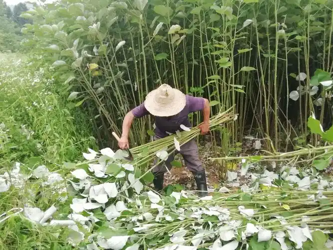 咸安一根苎麻的产业发展思路