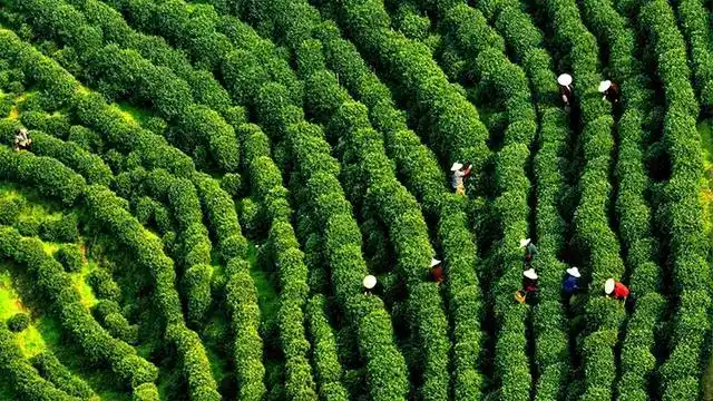 你知道吗?除了城市名片"雨花茶"南京地方名特茶多达十余种