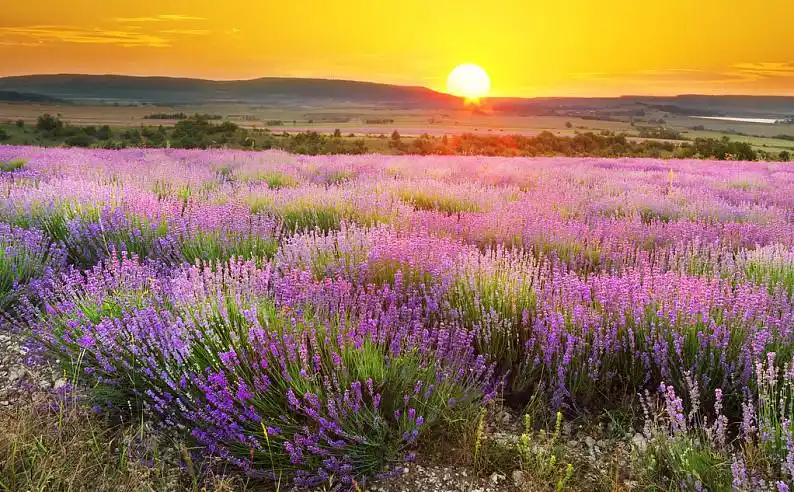 草地,薰衣草,夏天,风景,自然,构图_高清图片_全景视觉