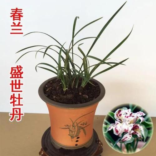 正品花客厅春兰盛世牡丹兰草浓香铭 兰花窗台绿植盆栽无花苞 免邮