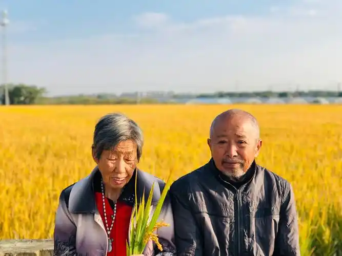 在农村,勤劳持家,待到稻子成熟后,心心念念想与老爸老妈去稻田间走走