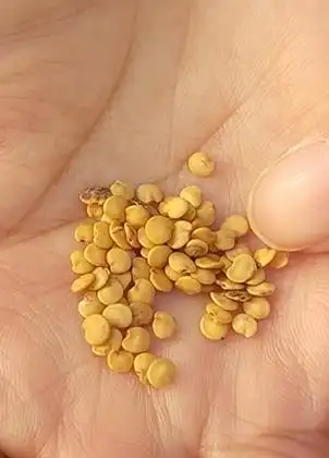 60度的水烫种消毒杀菌杀虫卵,再不停搅拌使水温降