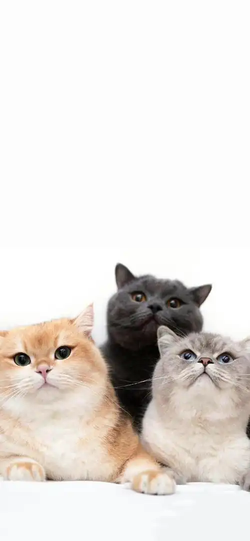 锁屏壁纸##可爱的终点是奶猫