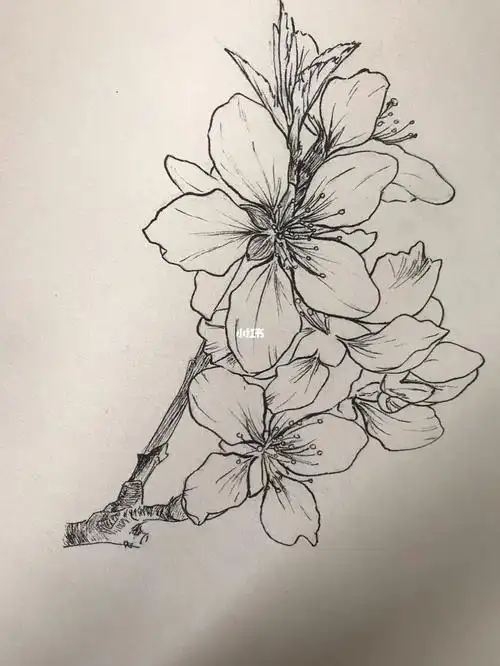 桃花的线描写生