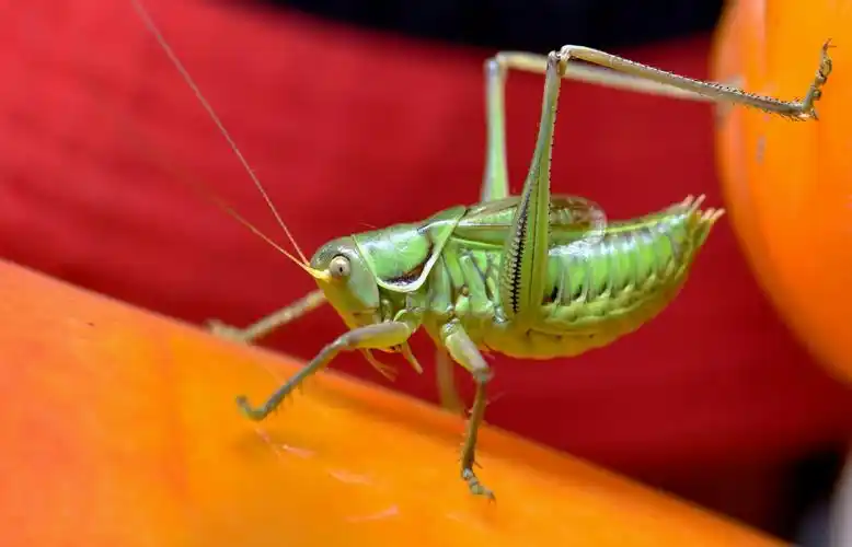 冬季里的鸣虫蝈蝈