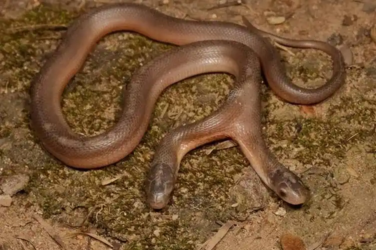 真的有双头蛇,在奇怪的发现中击晕了捕蛇人,它移动的方式很有趣