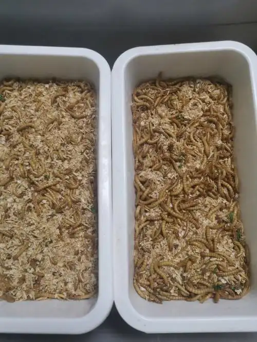 求助关于面包虫慎点