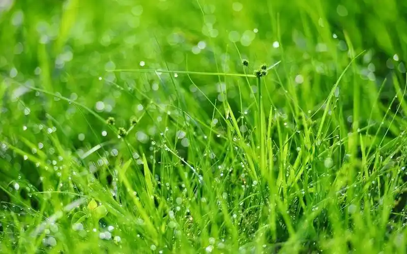 首页 桌面壁纸 植物壁纸 超清护眼绿色植物图片电脑壁纸上一张 下一张