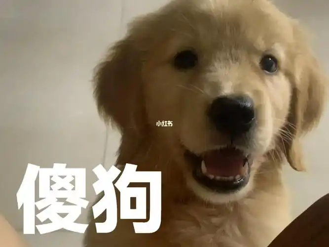 这傻狗不要也罢骗你们的爱死了