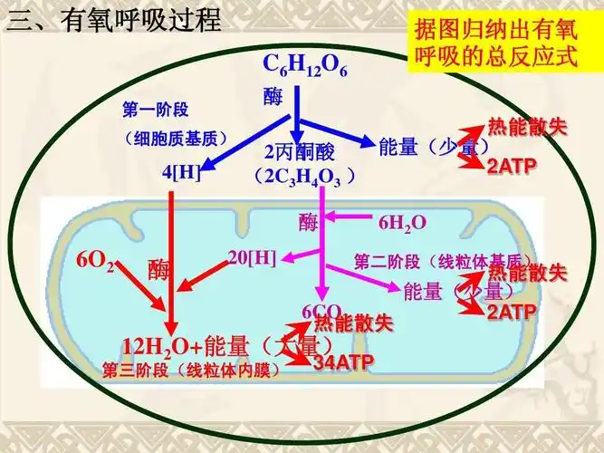 细胞呼吸(高一公开课精品课件)ppt 三,有氧呼吸过程 c6h12o6 第一阶段