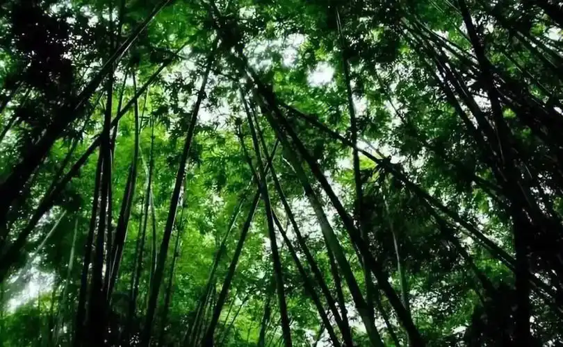 世人只知蜀南有竹海!不闻兰州竹林沟!兰