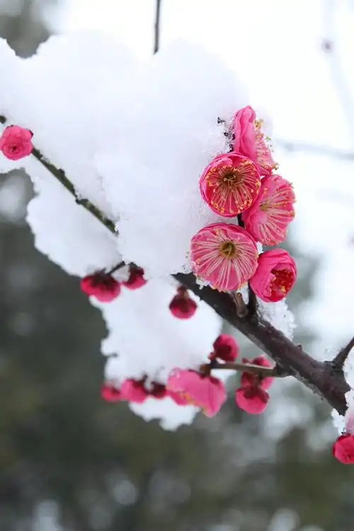 东湖梅园之寒梅傲雪
