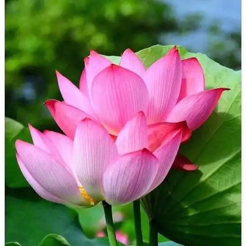 阿弥陀佛莲花开