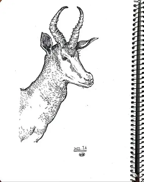 速写216羚羊