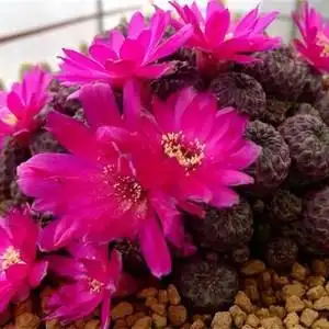 tb315970196淘宝红丽丸仙人球群生多头稀有品种冷门多肉植物室内