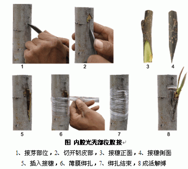 嫁接育苗方法和技术图解