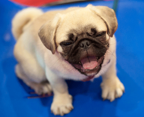 伸舌头装可爱眨眼睛gif动图_动态图_表情包下载_soogif