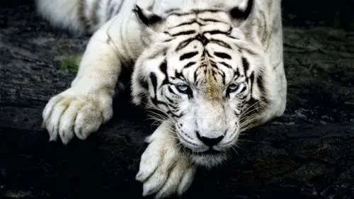 威猛老虎神气壁纸_王者之风悠然而生