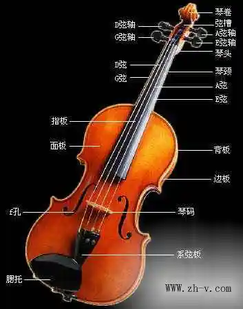 给张图,告诉我小提琴各部位的名称