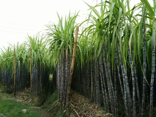 甜蜜密的甘蔗林